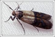 Pantry Pest Identification