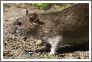 Rat Identification