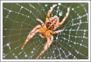 Spider Identification