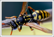 Stinging Insects Identification