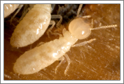 Termite Identification