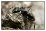 Carpenter Ant Identification