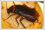 Cockroach Identification