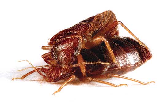 bed bug mating