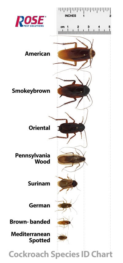 Dubia Roach Size Chart