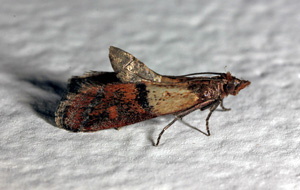 Indian Meal Moths Are A Common Pantry Pest