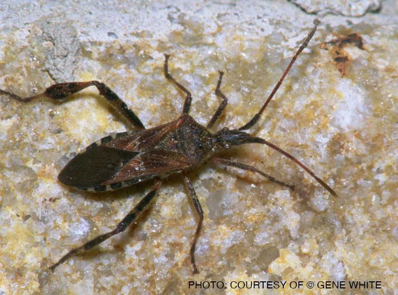 Western Conifer Seed Bug