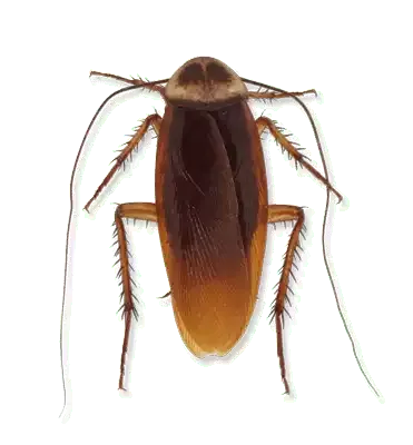 american cockroach