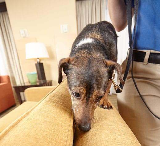 rose bed bug sniffing dog