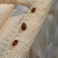 bed bugs in mattress seam