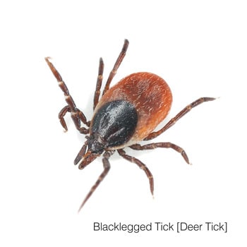 blacklegged tick on white background