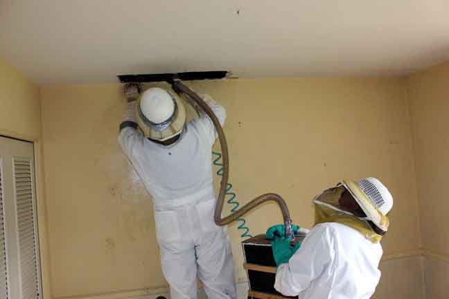 technicians removing giant Bee Hive