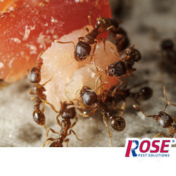 ants eating grain of food