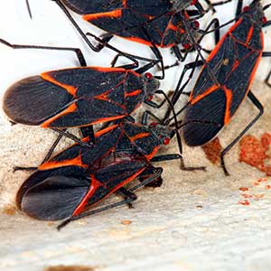 Boxelder Bug
