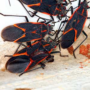 Boxelder Bug