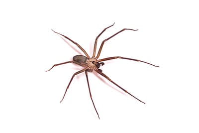 brown recluse spider on white background