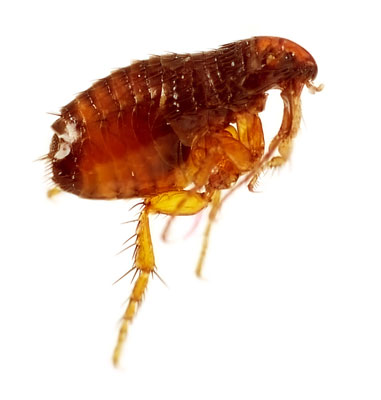 flea identification