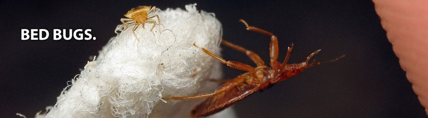 Bed Bug Information For Cleveland, Troy | How To Get Rid