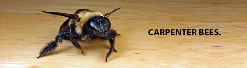 How do you identify carpenter bees?