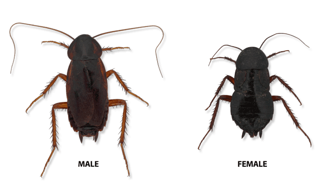 Dubia Roach Size Chart