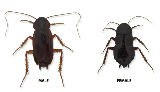 oriental cockroach male and female