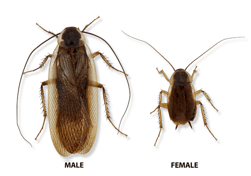 pennsylvania wood cockroach