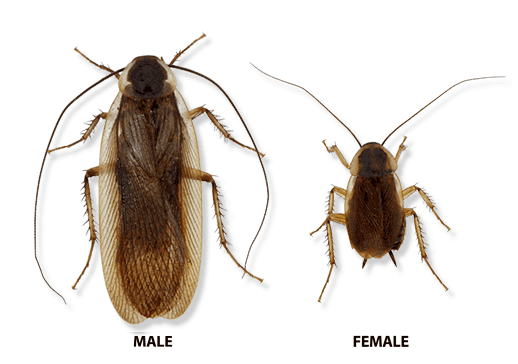 Roach Size Chart