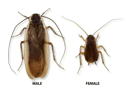 pennsylvania wood cockroach male and female What Does a Male Cockroach Look Like? Unveil the Mystery
