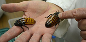 adult madagascar cockroaches