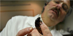 shep inspects a madagascar cockroach