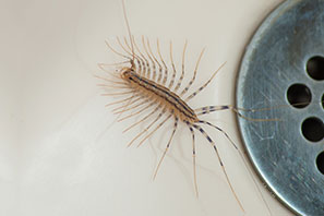 centipede in shower drain