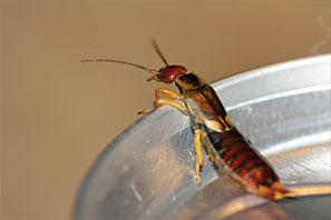 earwig in water dish