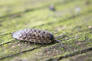 pill bug in house