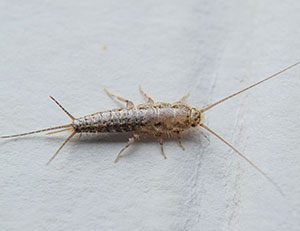 silverfish on paper