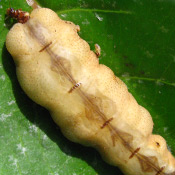 Termite Queen Found In Cleveland OH