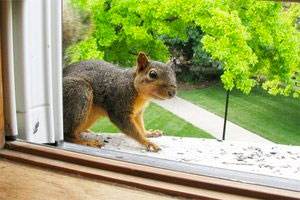 squirrel invader