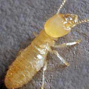 worker termite in a detroit home