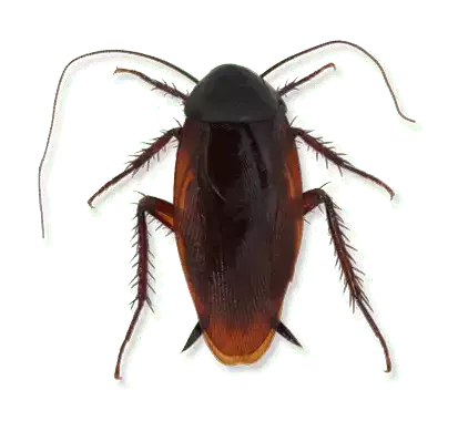 smokeybrown cockroach