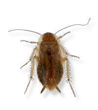 spotted mediterranean cockroach