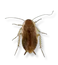 spotted mediterranean cockroach
