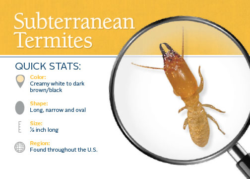 subterranean termite stats